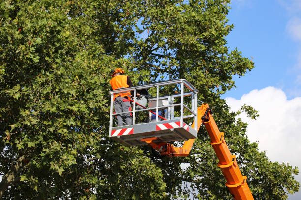 Best Commercial Tree Services  in Willits, CA